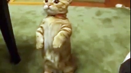 Garfield'daki çizmeli kedi mi o?