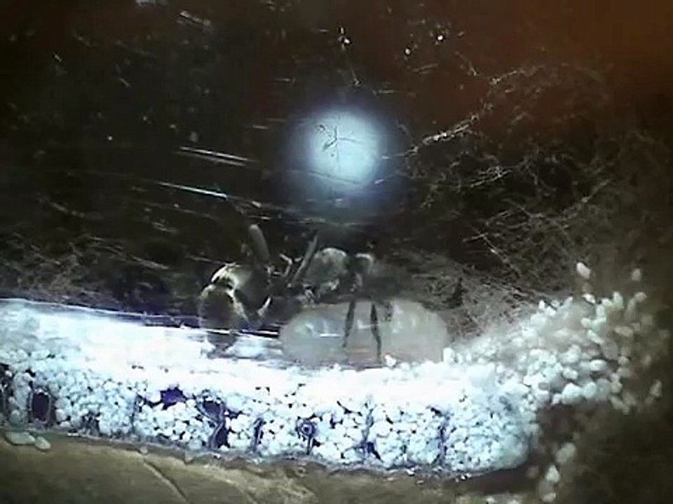 Polyrhachis dives - Weaver