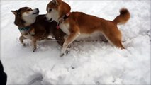 雪の中元気に遊ぶ柴犬親子 Shiba Inu playing in the snow