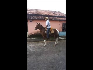 Burro marchador à venda Rodrigo Cancela VENDIDO