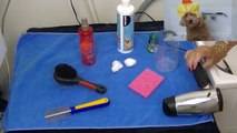 Bath your Toy Poodle - DIY Dog Hygiene/Groom - a tutorial by Cooking For Dogs