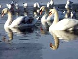 CYGNES HIVER LAC DAUMESNIL - SWANS WINTER BOIS DE VINCENNES