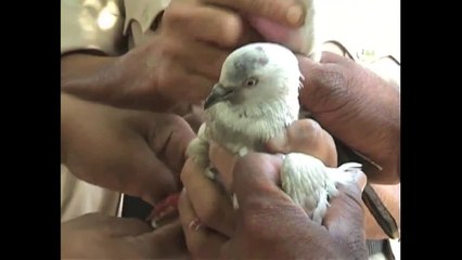 “Spy” pigeon ARRESTED in India