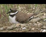 www.viata-salbatica.ro / little ringed plover (Charadrius dubius) on the nest.avi