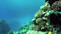 Jaz Aquamarine Holiday Hurghada Egypt, World Diving Red Sea, GoPro Hero 3  Snokeling Coral Reefs