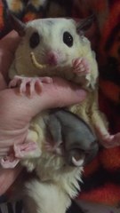 Adorable sugar glider and baby enjoy meal