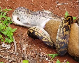 şiwan perver kardeşlik kilibi(sasonluyuz)