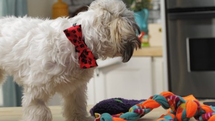 No-Sew Bow Tie Collar