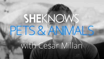 Why Do My Dogs Mount Each Other During Play Time?