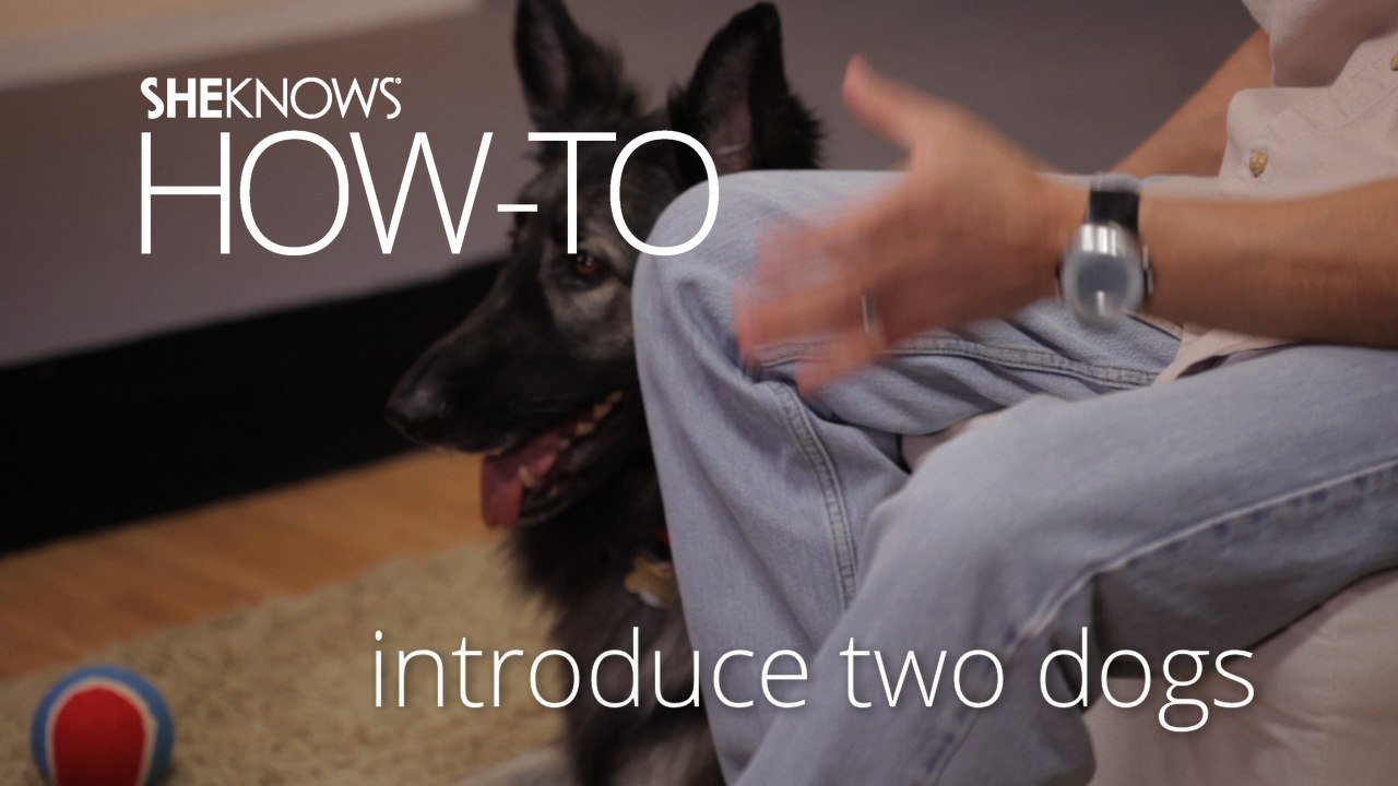 How To Introduce Two Dogs