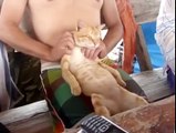 Masaj yaptıran kedi