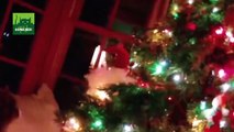 Funny Cats vs Christmas Trees