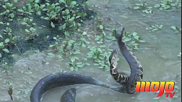 What the heck are these Cottonmouths doing??
