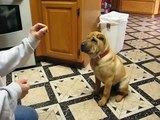 Shar pei puppy  tricks