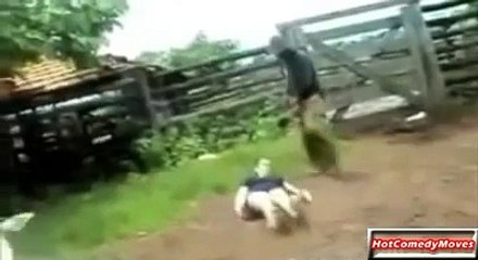 Нападения животных, атака зверей / Attacks of animals