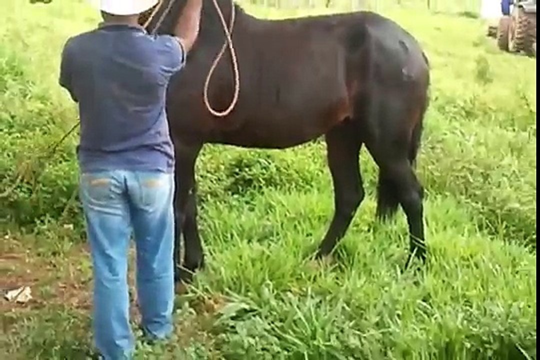 Waltinho Neto capando cavalo