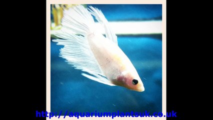 Aquarium Floating Plant Holder  - Fish Finder Information