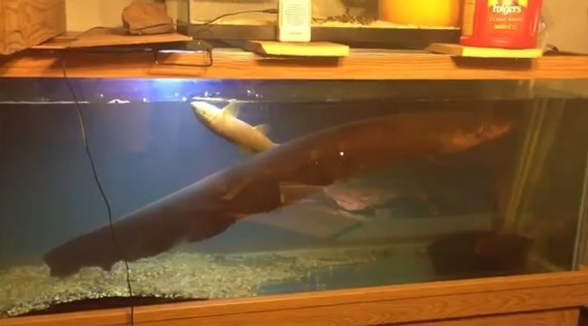 Elektrikli Yılan Balığı Diğer Balığı Çarptı