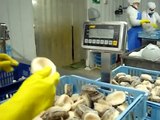 Proceso Empaque Locos / Packaging Process Chilean Abalone