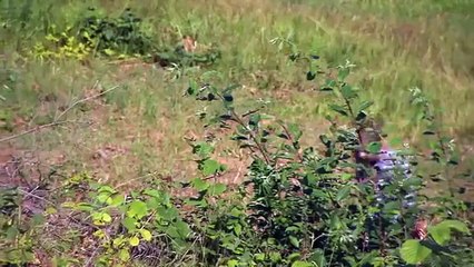 Nano UAV - Black Hornet - PD-100 PRS