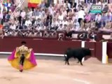 toro a punto de embestir a Marcos (el cámara de canal  )