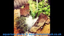 Floating Aquarium Plants For Your Freshwater Aquarium  - Fish Facts Information