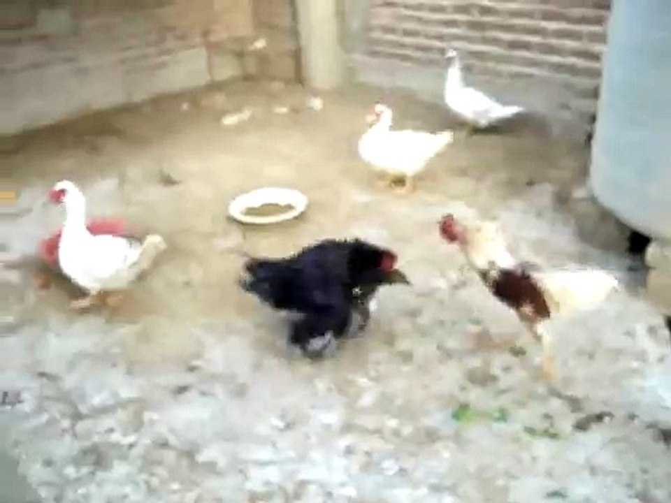 Gallo pisando una pata
