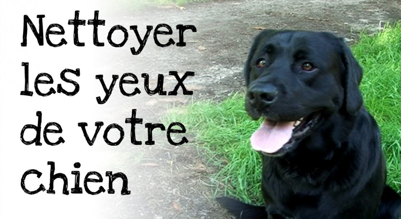 Comment nettoyer les yeux de votre chien ?