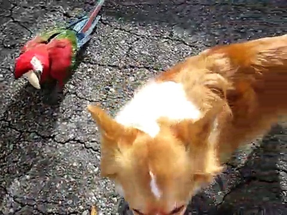 kaley corgi, rani macaw and a flying squirrel