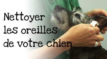 Comment nettoyer les oreilles de votre chien ?