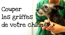 Comment couper les griffes de votre chien ?