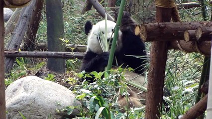 yingying816: Mei Lan at Chengdu Panda Base, Spring 2012