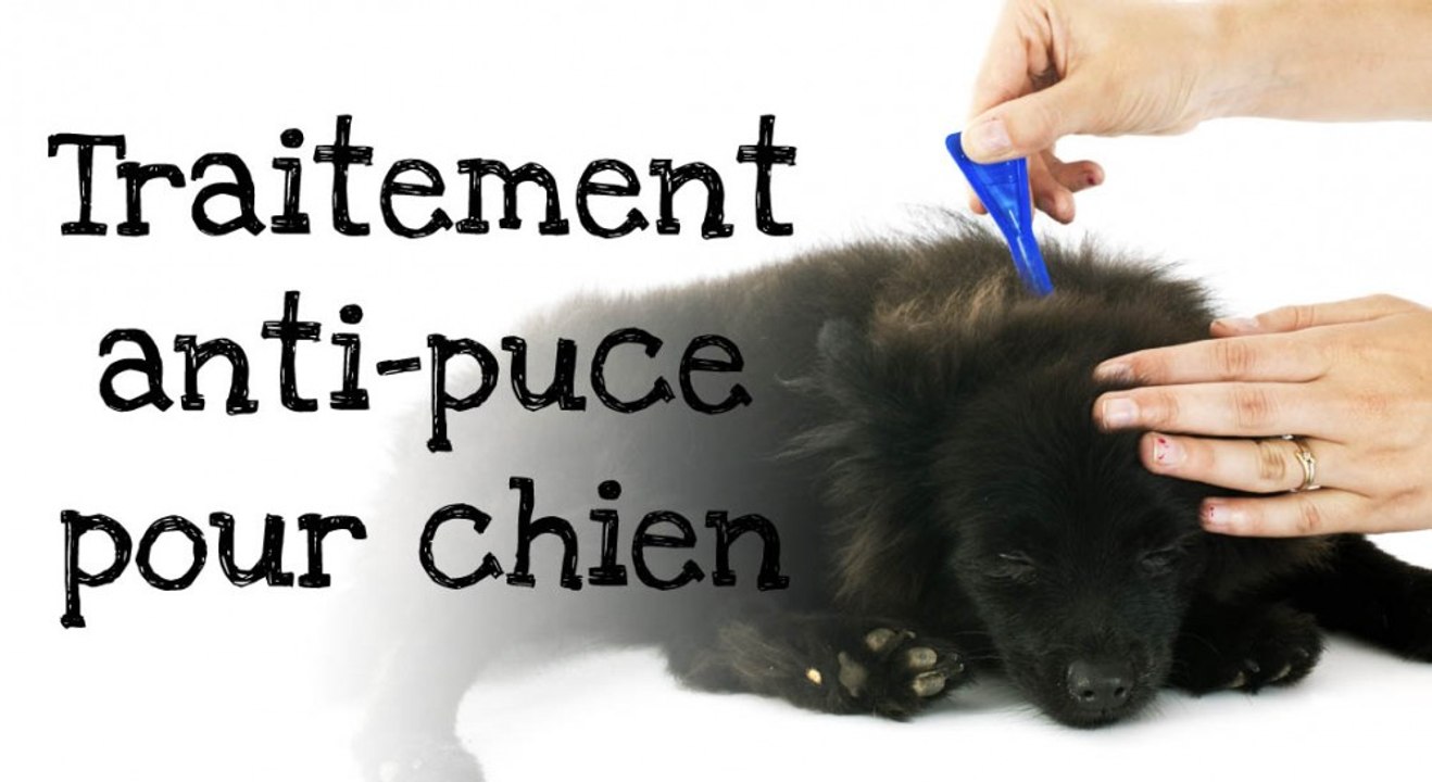 Comment appliquer un traitement anti-puces à votre  chien ?