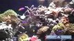 How to Set Up Aquariums : How a 240 Gallon Saltwater Captive Reef Aquarium Works