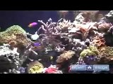 How to Set Up Aquariums : How a 240 Gallon Saltwater Captive Reef Aquarium Works