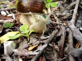 Chiocciola che mangia una foglia - a snail that eats a leaf