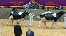 Holstein Junior Three-Year-Old Cow