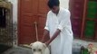 Pakistan bull dog : choudary Shaki  : from gujar khan Bewal : 28 07 2012