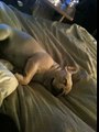 Snoring Frenchie Puppy Wakes Herself Up