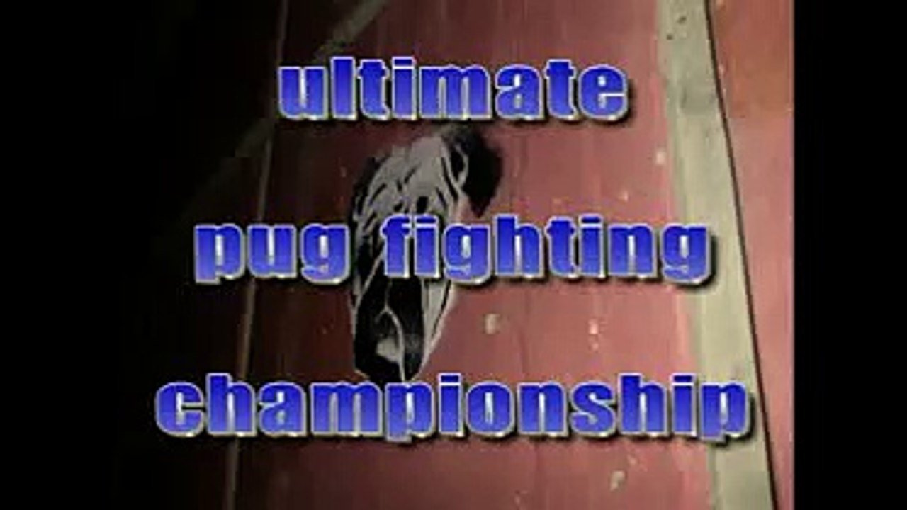 ultimate pug wrestling