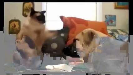 Funny Cats And Dogs - Cute Dogs and Cats Video