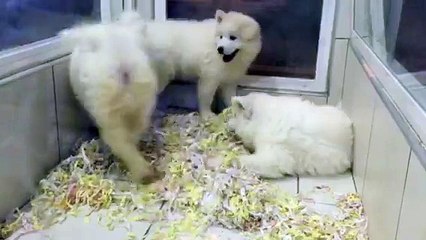 MUHTEŞEM KALİTE SATILIK SAMOYED YAVRULARI