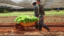Ugrožena organska proizvodnja na Kubi