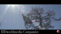 The Silver PIne tree  4K HD RED camera stock footage series