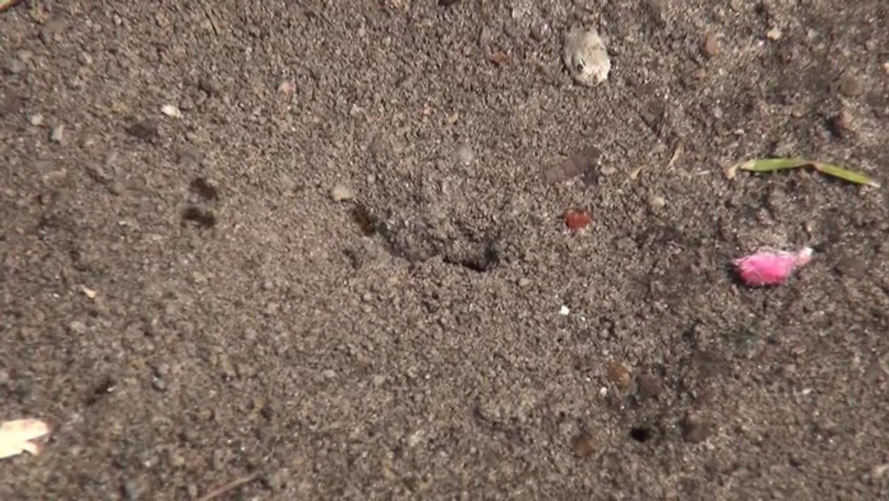 Gartenzeit TV - Ameisen-Freund oder Feind?