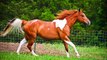 50 best horses, wonderful-50 melhores cavalos, maravilhoso-50 meilleurs chevaux, merveilleux-50 besten Pferde, herrliche