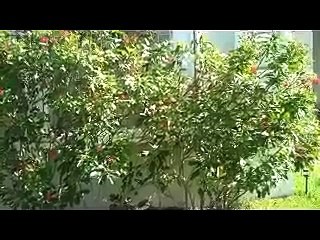 How to Find Directions with or without a Compass the Easy Way (Feng Shui Video)