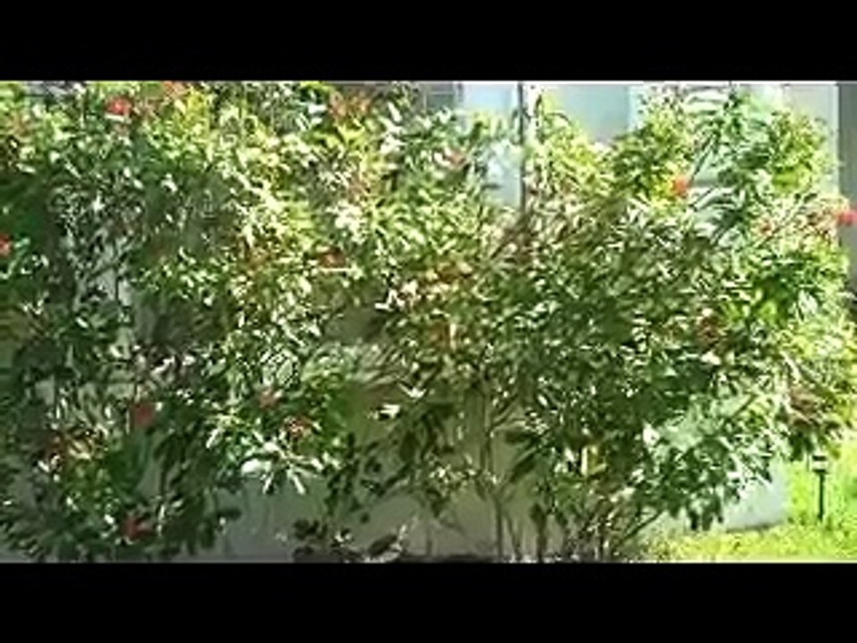 How to Find Directions with or without a Compass the Easy Way (Feng Shui Video)