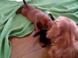Cute baby of miniature dachshund