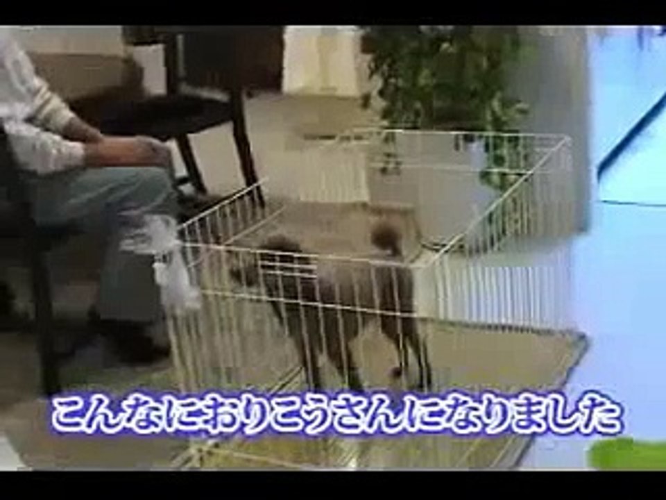 噛む犬・吠える犬のしつけ方にはコツがあります！犬の噛み癖・無駄吠えの治し方DVD動画